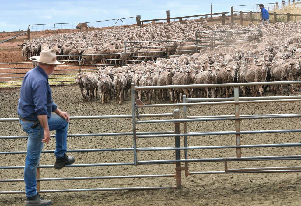 DAMAGE CONTROL: A survey has been launched to find out the impact that Covid-19 is having on wool producers. 
