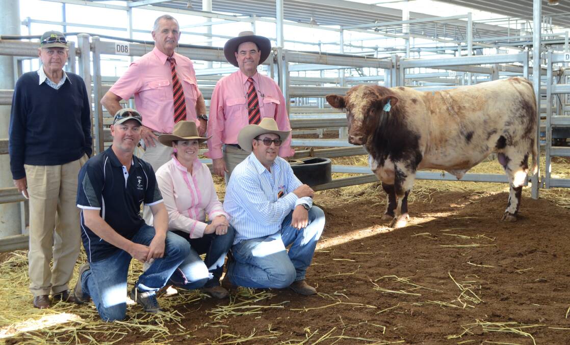 Buyers Stuart and Angus Faulks, "Arranmore", Manilla, agents Andy McGeoch and Brian Kennedy, Elders, and Nagol Park stud principals, Roger and Niaomi Evans, with last year's $18,000 sale topper. 