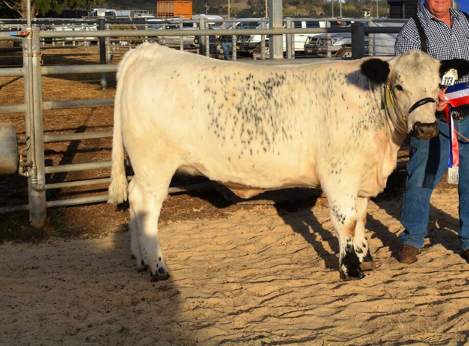 The Speckle Park heifer who sold for a stunning $32,000 at Scone last Saturday, a new national female record price for the breed.   