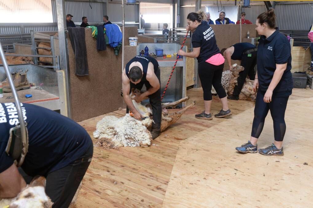 GRAND DESIGN: Action in the Arrow Park shearing shed near Dubbo during the the first open day in July. 