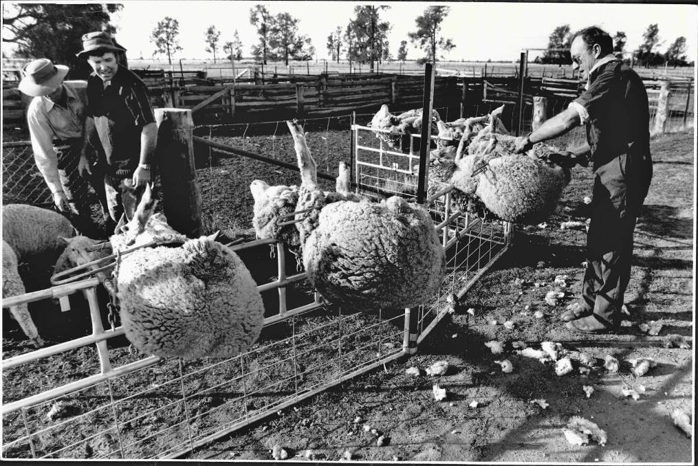 CHANGING TIMES: Back in the 1980s Merino sheep generally weren't mulesed until they were weaners. Now they are mulesed as lambs because the practice causes less stress. 