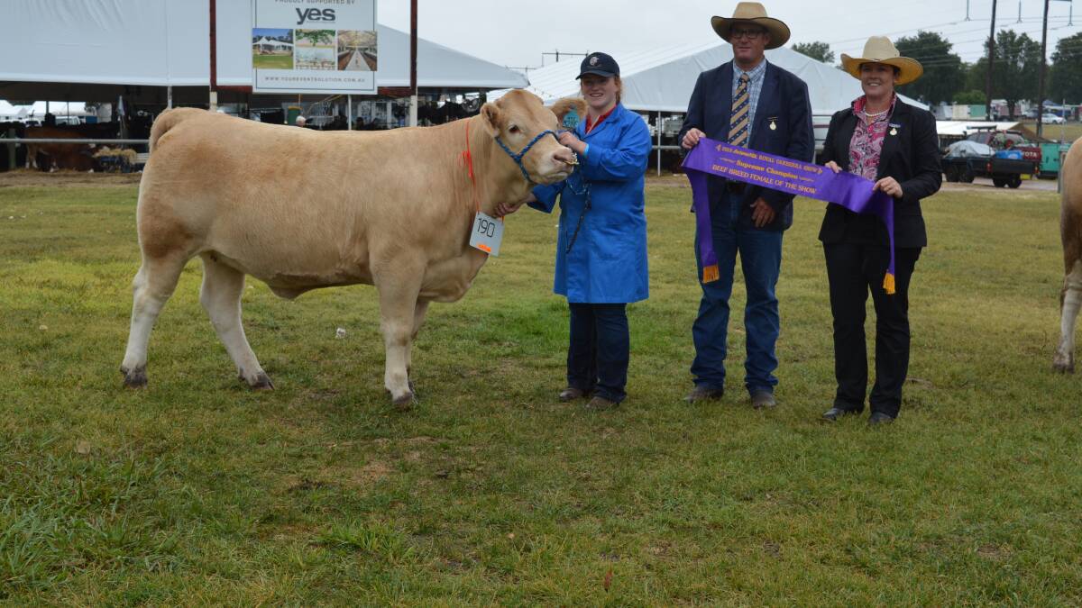 Anna McGruer, Tumut High, with the school's interbreed supreme female champion, RYCE Coralie 16, with judges Scott Myers, Myers Limousins, Moss Vale, and Donna Robson, Flemington Limousin stud, Adelong.      