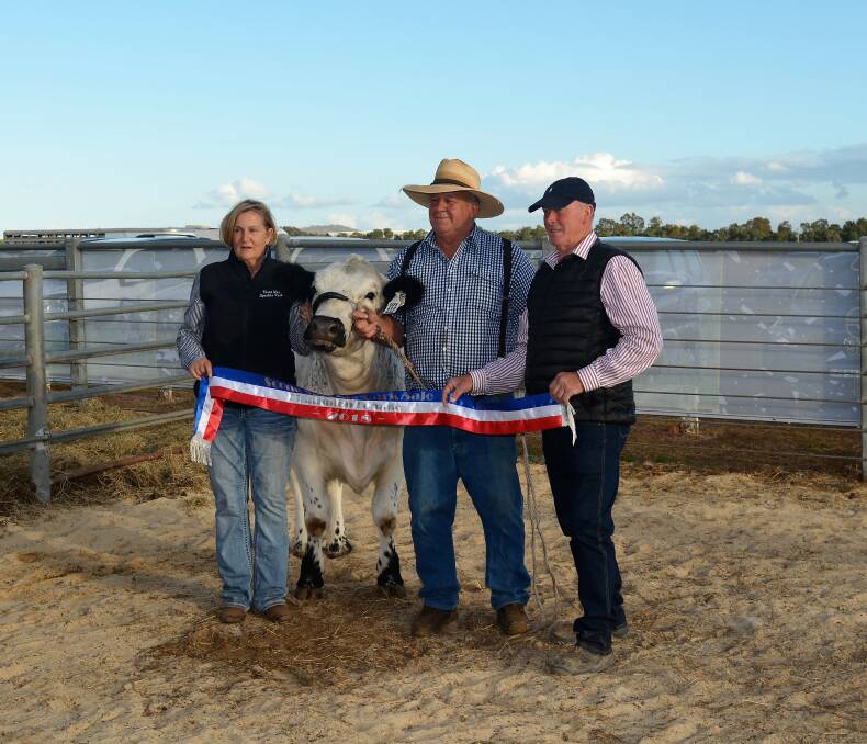 Neil and Glenda Gorrell, Three Way Speckle Park stud, Nundle, with their record-breaking Speckle Park heifer bought by Doug Comb, "Keiross", Hay (right) for $32,000. Mr Comb decided he wasn't going home from Scone without her.    