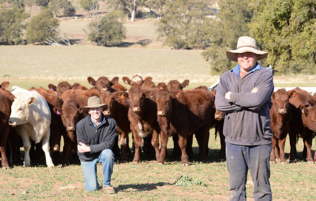 Tim and Will Bowman, "Gundy", Tooraweenah, with Futurity-blood Shorthorn heifers. They target their steers at the Thousand Guineas branded beef program. Picture by RACHAEL WEBB.  