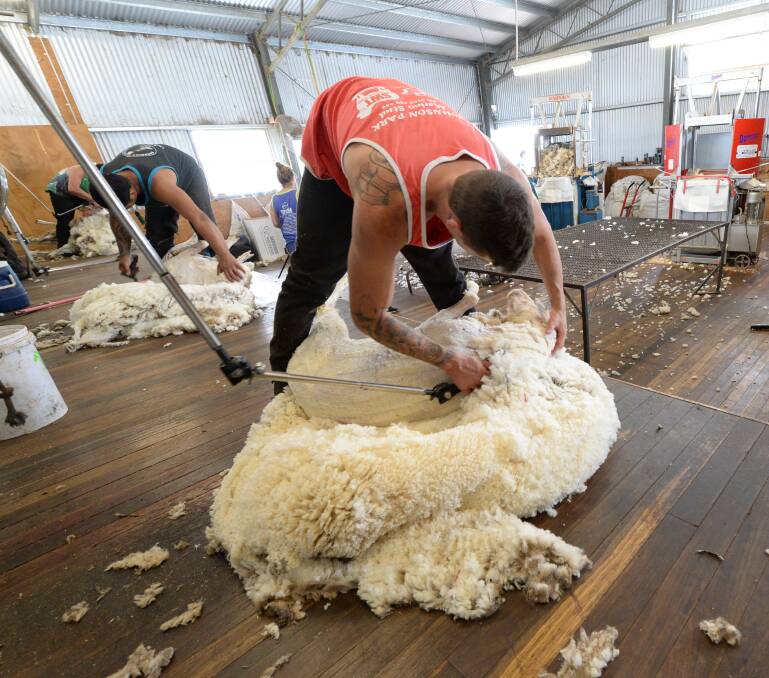 Shearers working in a modern shearing shed near Cowra. Leading shearing contractor, Hilton Barrett, says high wool and sheepmeat prices are providing an opportunity for producers to upgrade their sheep handling infrastructure.     
