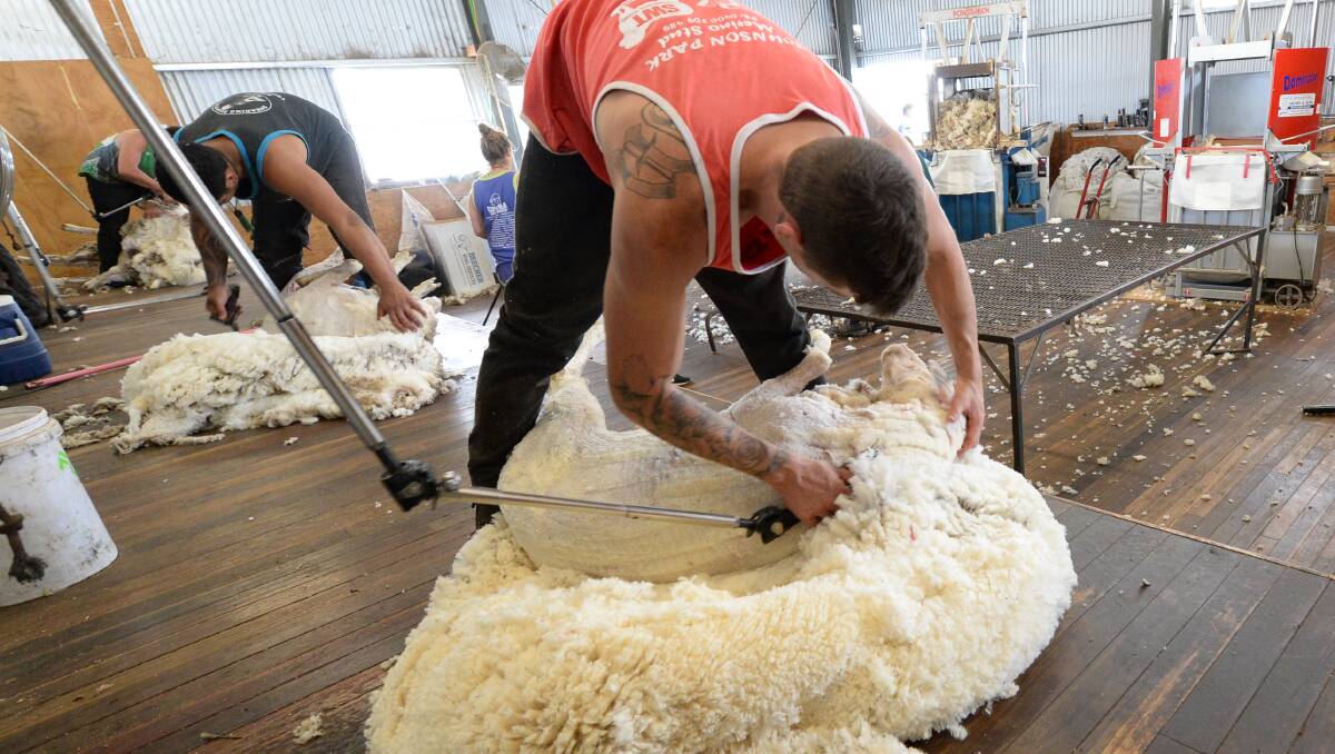 health & safety in shearing
