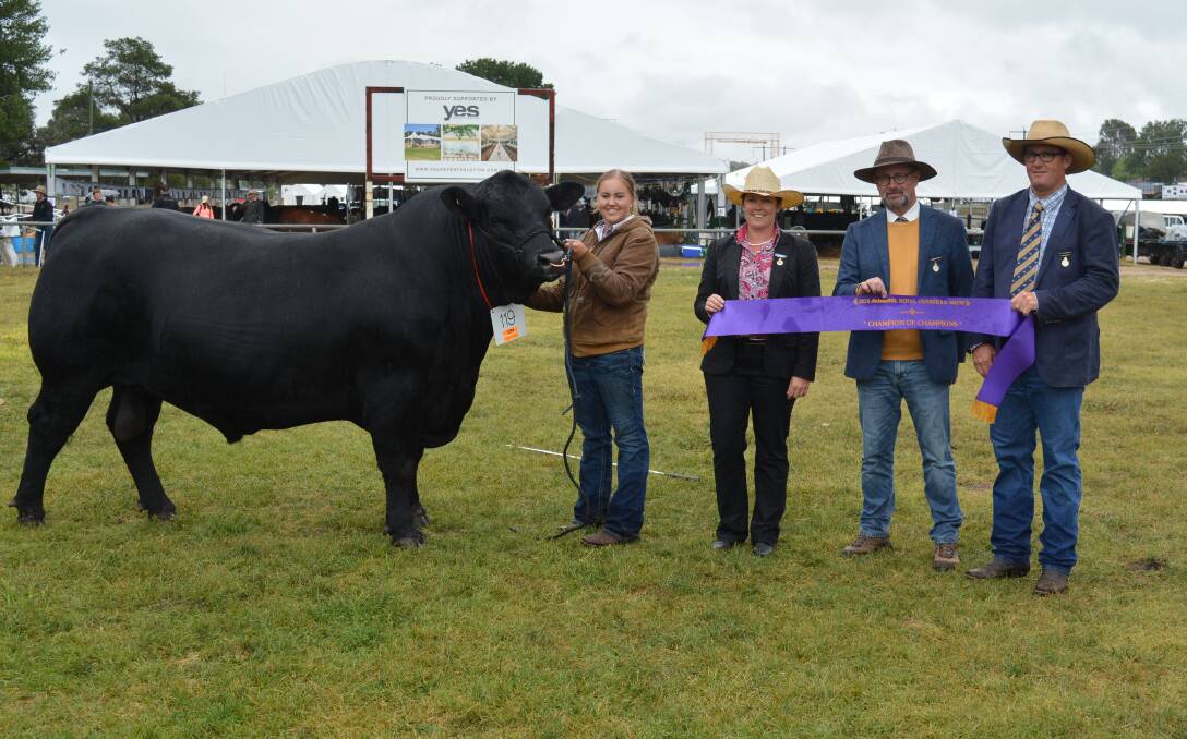 Sophie Halliday holds the supreme beef champion of the Royal Canberra Show, J. and C. Mouse Trap M20, with the judges Donna Robson, Flemington Limousin stud, Adelong, Dr Thomas Grupp, Germany, and Scott Myers, Myers Limousins, Moss Vale.   
