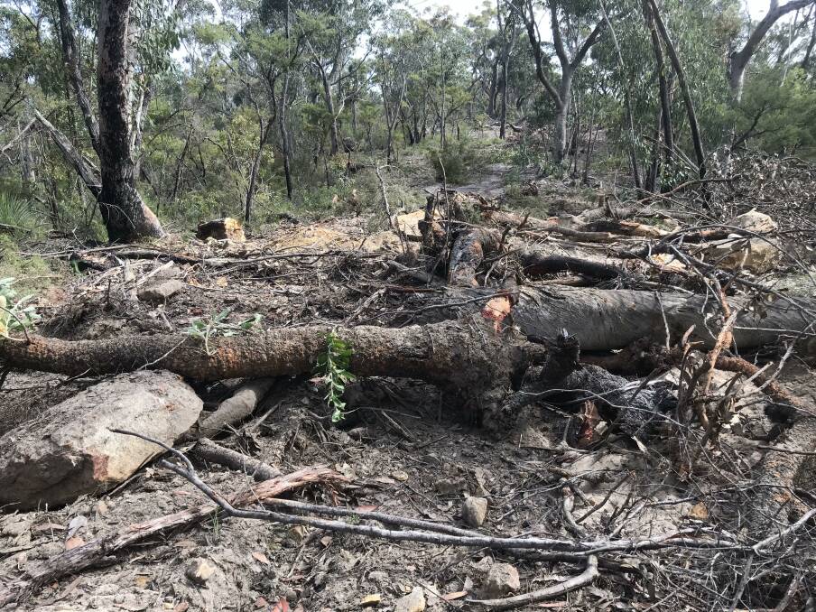 BANKSIA MEN: A number of old-man banksias bit the dust during the closure of a fire trail just west of Kurrajong Heights. 