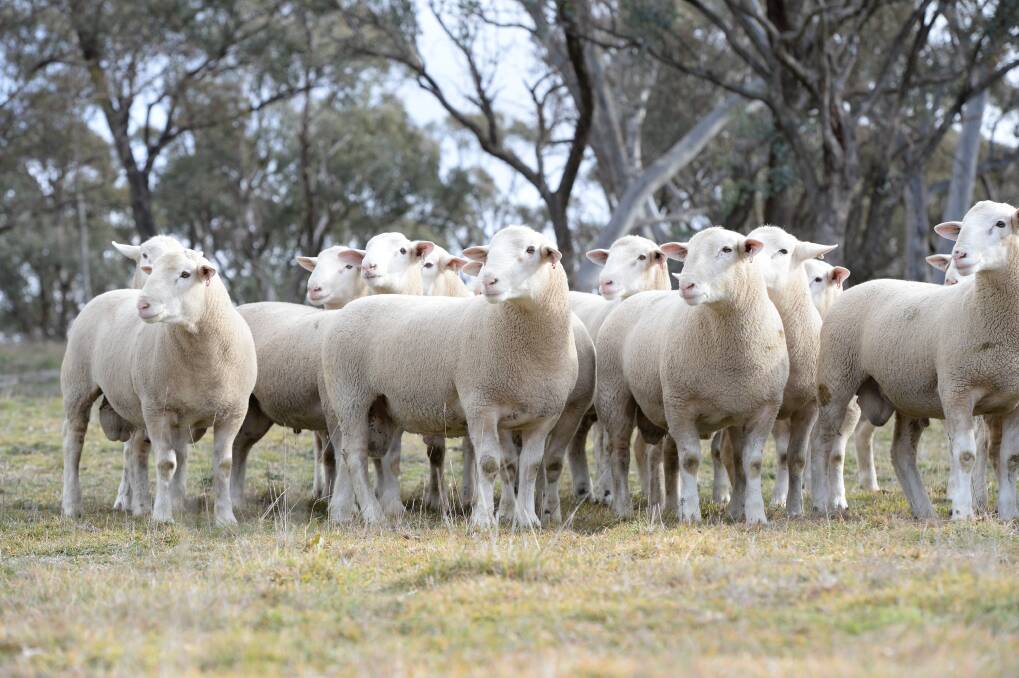 LOOKING TO FUTURE: White Suffolk breeders will gather in Tasmania early next month to get an industry update and visit some of the Apple Isle's most innovative farm businesses. 