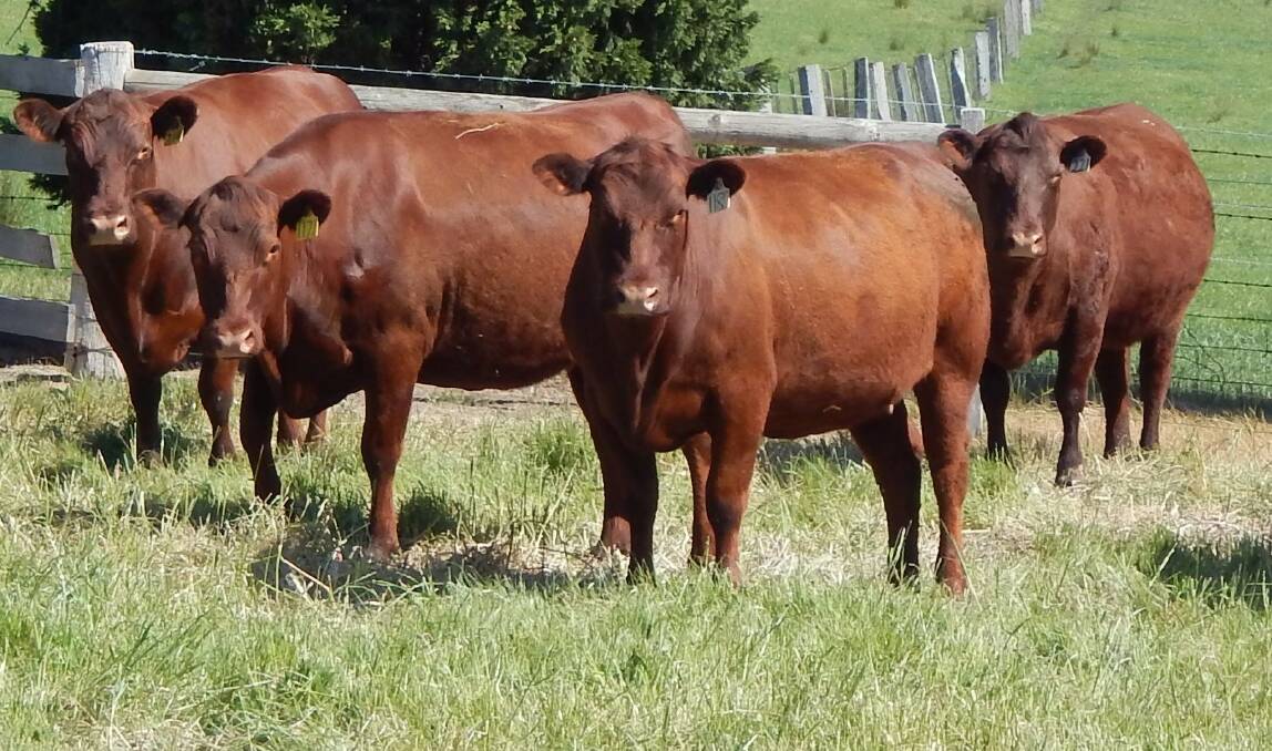 GREAT MOTHERS: Red Polls are well known for their mothering ability and longevity along with consistent award winning carcase results says federal president of the Australian Red Poll Cattle Breeders Inc, Gay Ward.