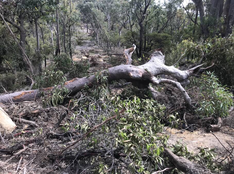 SLAMMED SHUT: Many old trees were knocked down to effectively block a fire trail near Kurrajong Heights which has annoyed local residents. 