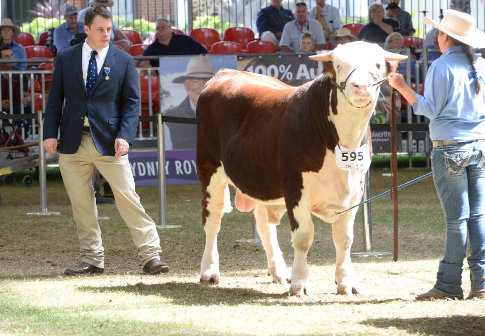 Hereford judge, PJ Budler, Fort Worth, Texas, in action in the Hereford ring at the Sydney Royal Show. He was thrilled to judge so many working age bulls. Mr Budler said Australia has world-class Hereford genetics. 