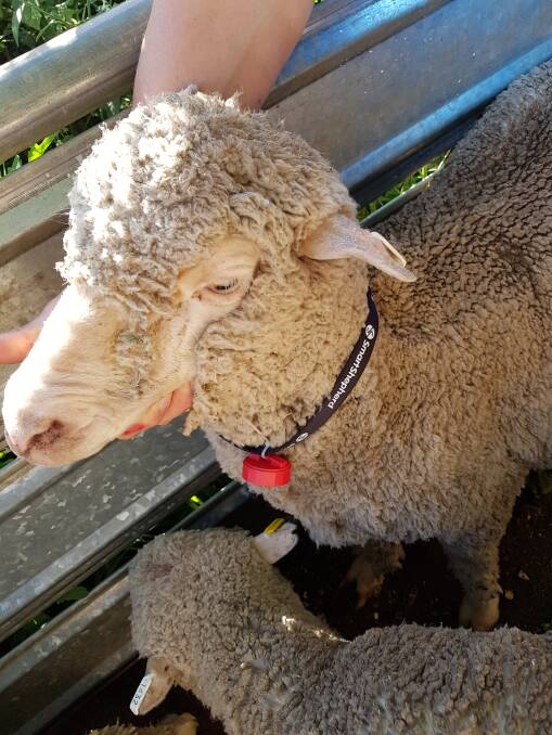 A SmartShepherd device attached to a Merino ewe using a collar. Co-developer of the device, Dave Rubie, said it can accurately match a ewe with her offspring.   
