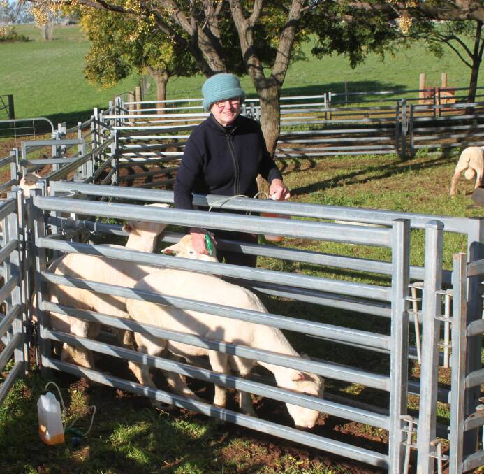 KEEPING WARM: Kate Sevier spraying newly shorn Gromark Genetics rams with Thermoskin to help keep them warm. She shears rams in winter.  