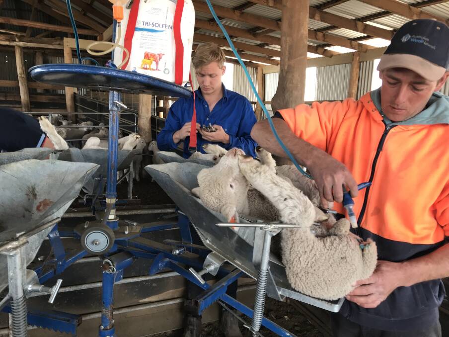 PAIN AWAY: Woolgrowers now have access to pain relief products such as Tri-Solfen to reduce the pain and stress of mulesing. 