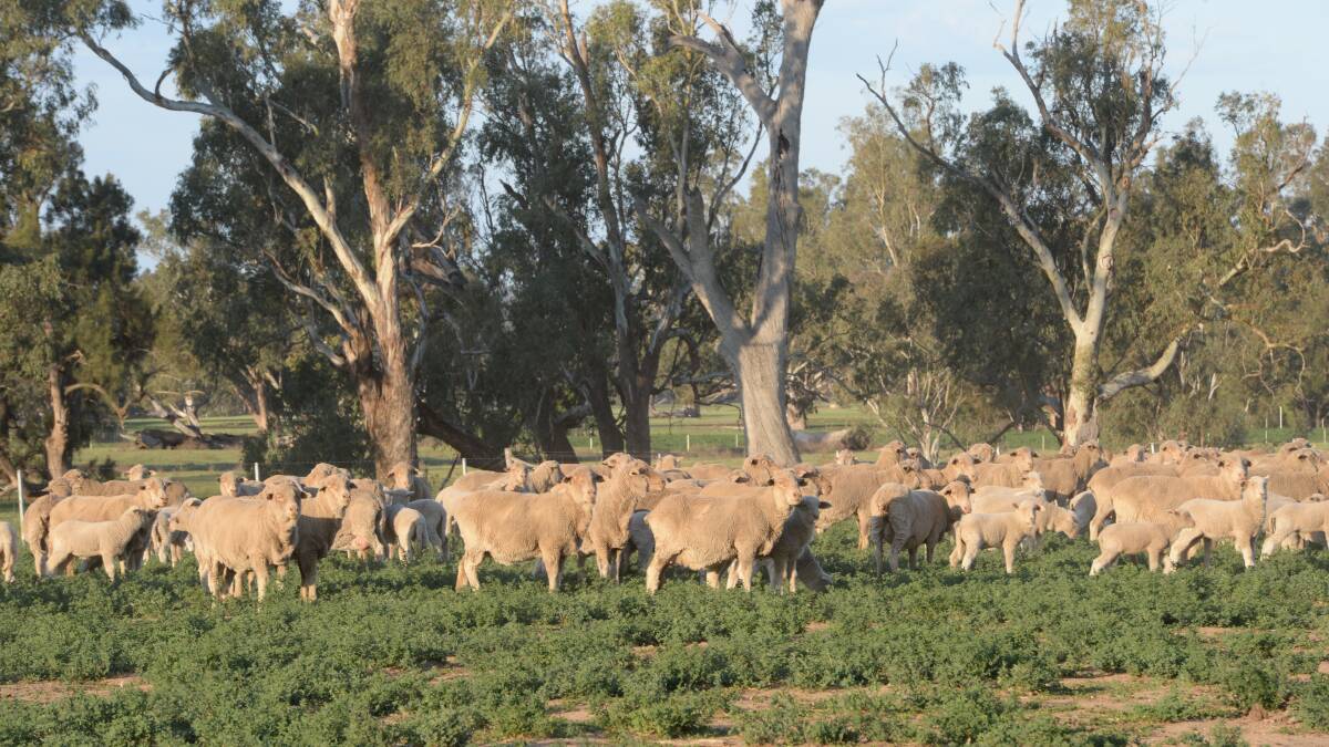 Egelabra-blood ewes running on dryland lucerne at the Schuster family's "Benalang" at Dubbo.   