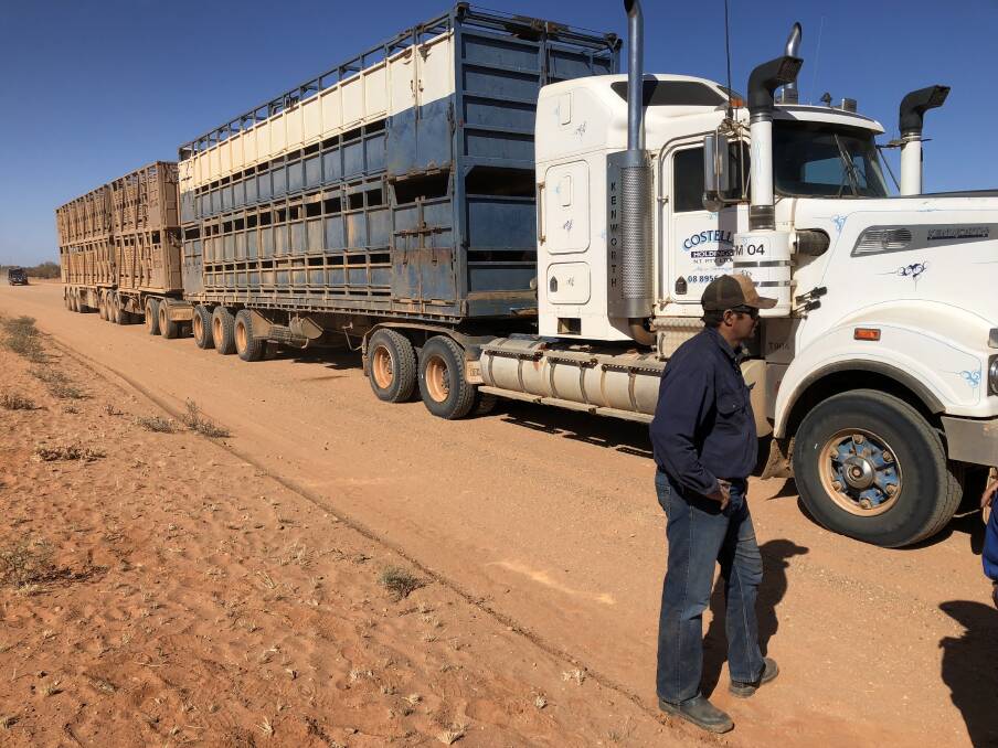 Ben Brooks prepares to shift cattle on the Costello and Oldfield families' sprawling organic beef cattle empire near Alice Springs. Cattle are sold into many markets.  