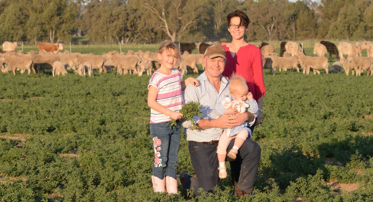Peter and Angela Schuster, "Benalong", Dubbo, with children, Eliza, 8, and Jessica, 2, and Egelabra-blood Merino ewes and their lambs grazing on dryland lucerne. Picture by RACHAEL WEBB.   