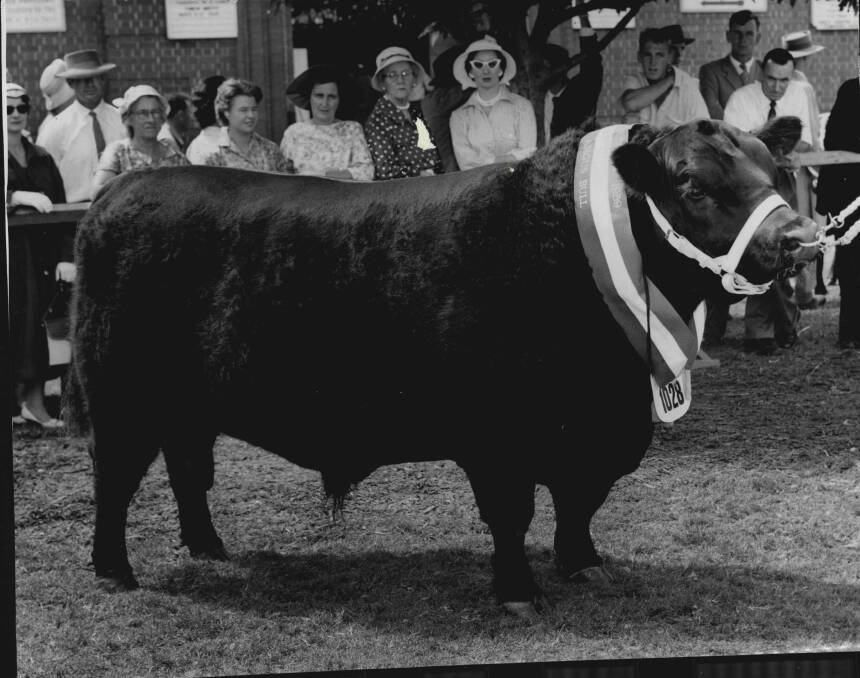 H. Gordon Munro's champion bull, Booroomooka Anticipate, pictured in 1959, was a winner at the Sydney Show. He formed the Booromooka Angus stud in 1926.  