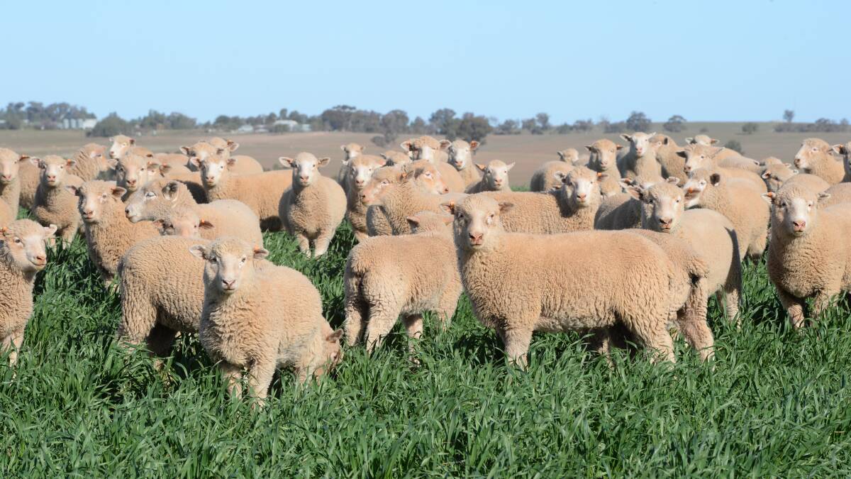 Three to four-month-old second cross lambs which have been weaned onto a wheat crop by the Munro family in a bid to take them to market weights of 22-24kg dressed.   