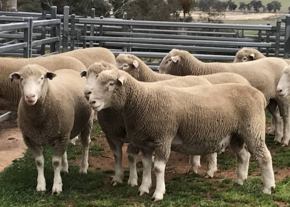 EASY CARE: Growmark Genetics rams are bred for easy care, clean faces, legs, good neck extension and structure.