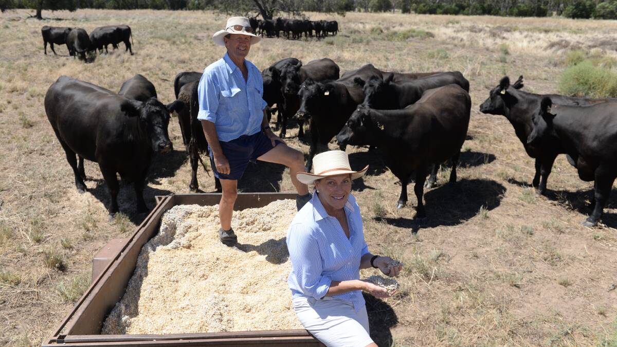 Terry and Robyn Hanigan, "Hollywood", Coonamble, have been producing Angus cattle for more than 40 years as they suit their country and are considered fertile, marketable cattle. 

