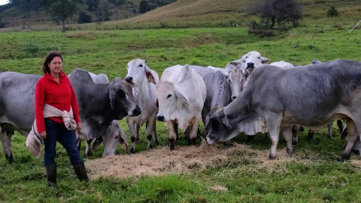Jo Bulmer at "Mountana", Kyogle, with a group of Brahman cows which are joined to a Hereford bull as part of their crossbreeding program. 