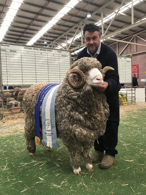 The medium wool champion August shorn ram was won by Drew Chapman of Hinesville stud, Delegate, NSW.