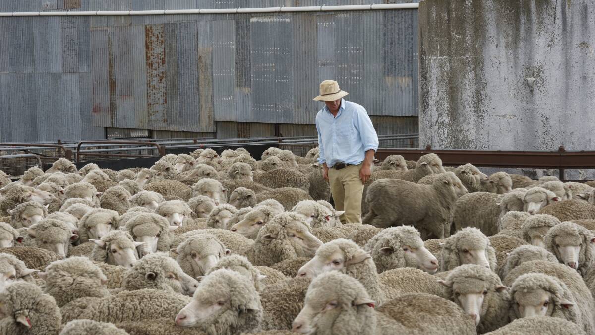 The survey looks to gain information around future intentions for the sheepmeat and wool industry, approximate flock sizes, breed makeup and lamb, wether and ewe numbers.
