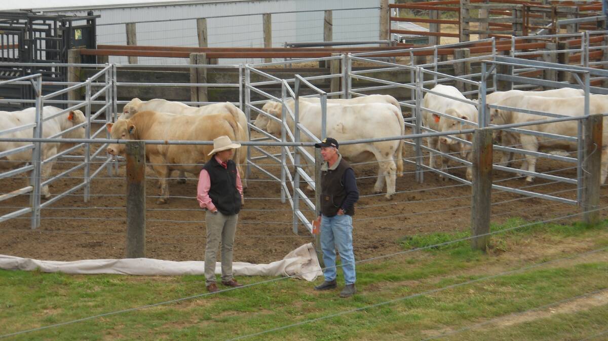 Violet Hills Charolais bull sale was held on May 4 at "Violet Hills", Rydal. Photo shows bulls yarded prior to inspection before the sale. Photo supplied. 