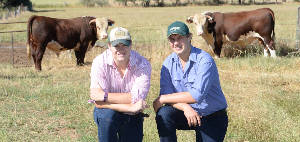 Sam and Jack Bush from Kirraweena Glenholme Hereford and Poll Hereford studs, Cootamundra. The two studs join 160 females annually.