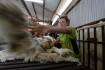 Wool market continues to fluctuate but short-term signs are positive