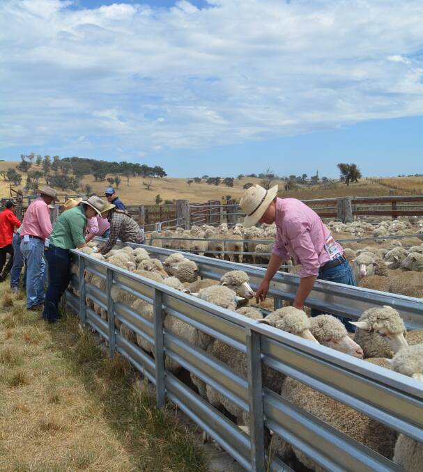 Crookwell flock ewe competition attracts many entrants and spectators every year. This year 18 maiden ewe flocks competed in what has now grown to be the largest participation competition in NSW. 
