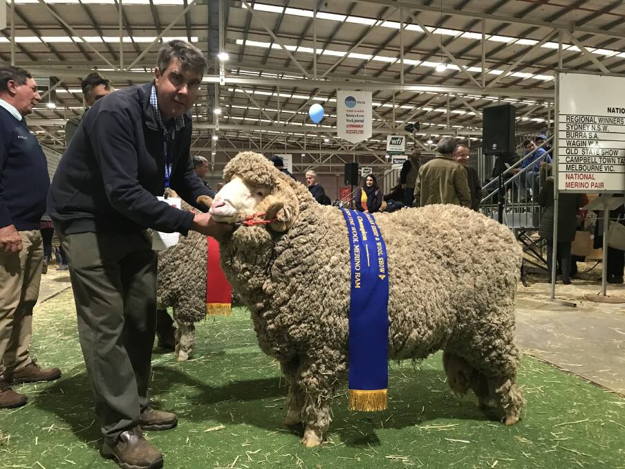 Champion fine wool August shorn ram exhibited by Garry Cox of Langdene stud, Dunedoo, NSW. The ram also made up half of the pair that won the coveted National pairs title on the first evening of the ASWS. 