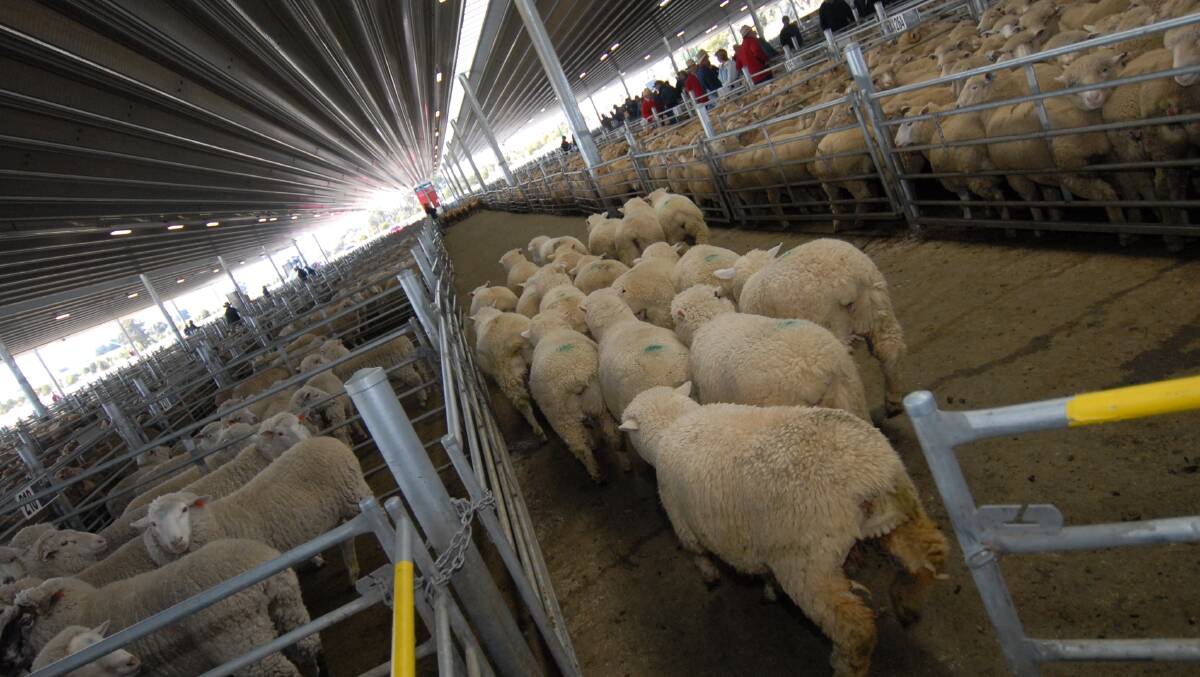Agents across the eastern states are saying the lamb and sheep market has entered territory they have never seen before in their time in the industry. 