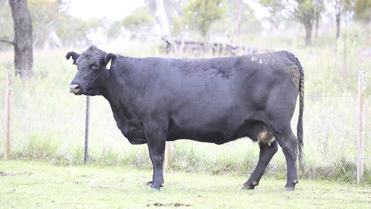 Lot 20 F171. Has produced yearling sons that have sold for $10,000.