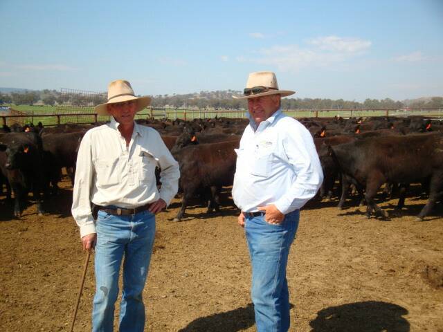Lock Rogers and Richard Puddicombe classing Wattletop blood heifers at Paraway's Burindi Station.