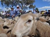 EYE ON THE PRIZE: Ewe prices aren't expected to reach the heights of the last two years as supply increases and buyers become selective when purchasing breeding stock. 