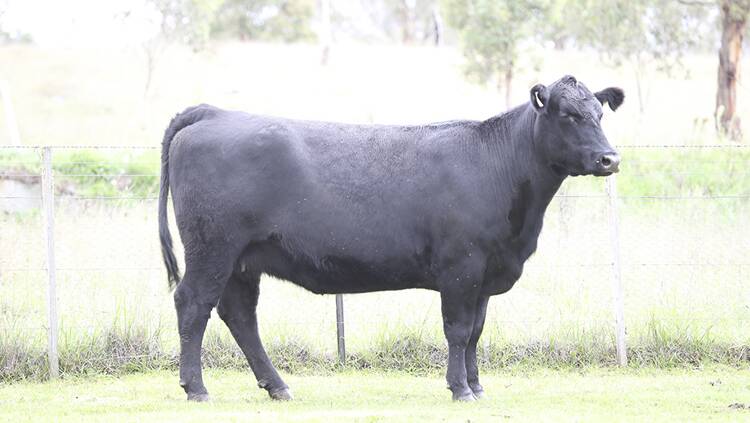 Lot 9 J70.  First calf topped last year's sale as a yearling for $16,000 going to Knowla and Booragul Angus studs.