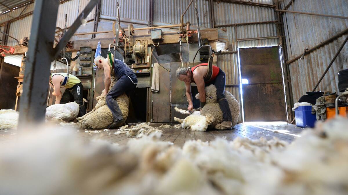 The national shearer shortage has seen delays of up to two months in some areas. These delays mean wool lengths are longer once they are shorn and sent to wool auctions. 