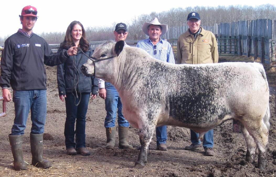 Minnamurra Pastoral Company’s Dennis Power and David Reid with the world-record selling Speckle Park bull River Hill 50T Crusader 025C, and breeders Cory, Carla and Barry Ducherer.

