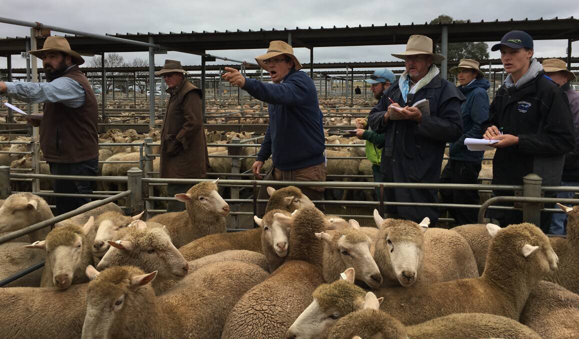 Isaac Hill selling the national record pen of lambs last Thursday for $276.20. Photo by Tracy McKelvie Hill. 