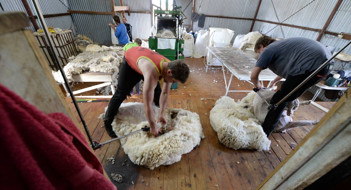 Prem wool entering the markets is not frowned upon like it used to be. Shorter shearing programs are proving beneficial to both the producer and the wool market. Photo by Rachael Webb. 