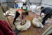 Shearing trend creating market stability