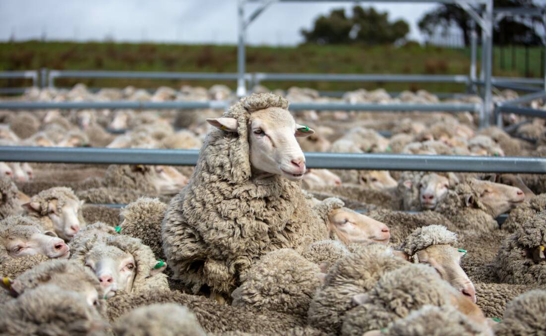 BACK IN: Analysts say price spreads between mutton and restocker lambs is a good indictor that ewes, or restocking Merino lambs, are going back into the flock.