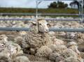 BACK IN: Analysts say price spreads between mutton and restocker lambs is a good indictor that ewes, or restocking Merino lambs, are going back into the flock.