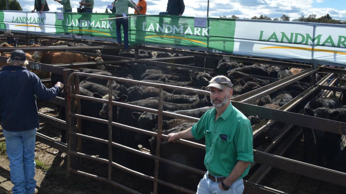 Peter Clay of Taralga Springs Beef, sold a pen of Angus cross Fleckvieh steers weighing 320kg for $1375 at the Goulburn weaner sale. 