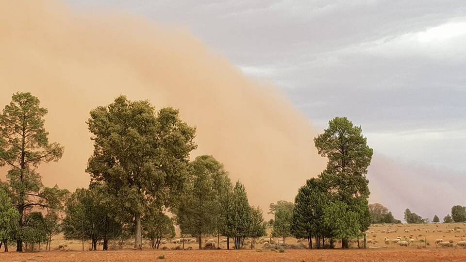 The recent dust storms carrying top soils from central west regions have made their way into the sheep's wool. 