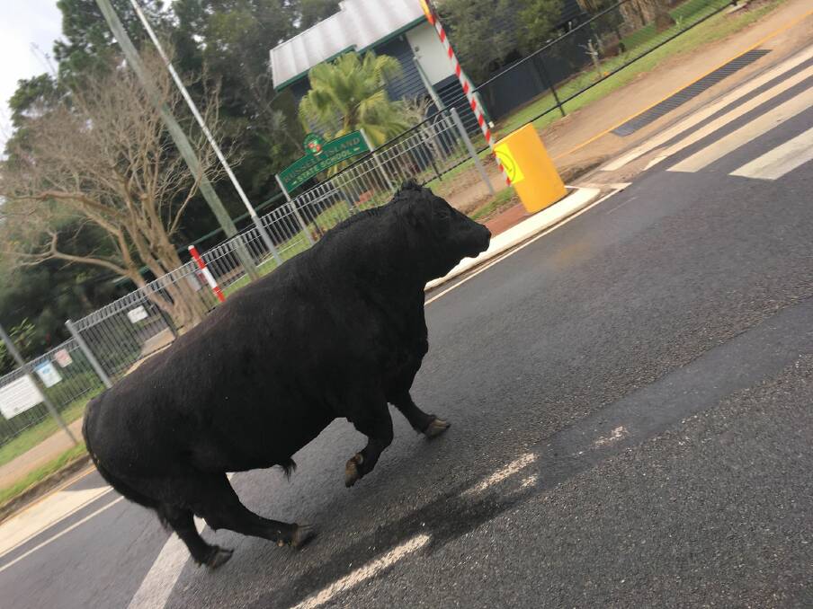 NO BULL: This animal was photographed taking a wander on Russell Island's High Street on Sunday morning. Photo: Annaleisha Nowlan