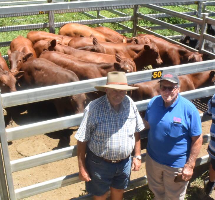 Albert Woodlands, Bellangry, sold these Santa cross vealers, 290kg, straight off the cow for $1580 to Wauchope butcher Reg Stokes who will put another 30kg on their backs with a grain assisted diet before presenting the cuts to customers.